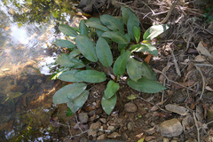 Lagenandra ovata
